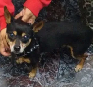 Cachorro raça Pinscher com vira lata idade 4 anos nome não tem