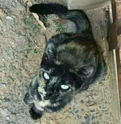Gato ra a Vira-lata idade  nome Não tem