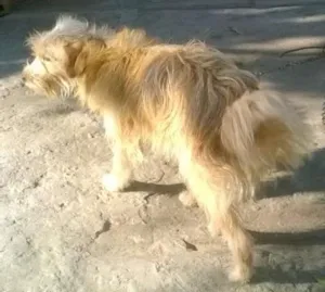 Cachorro raça nao tem idade 1 ano nome fofinho e nina