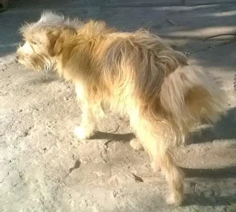 Cachorro ra a nao tem idade 1 ano nome fofinho e nina