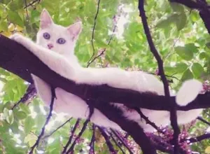 Gato raça Não tem idade 7 a 11 meses nome Dara