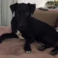Cachorro raça SRD idade 7 a 11 meses nome Preto