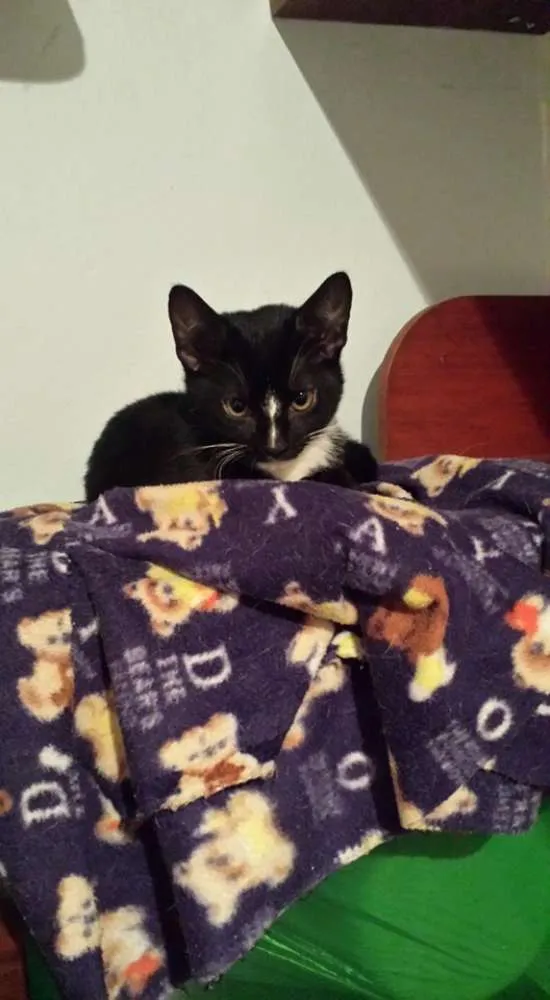 Gato ra a srd idade 2 a 6 meses nome Luisinho