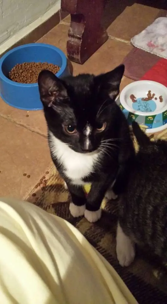 Gato ra a srd idade 2 a 6 meses nome Luisinho