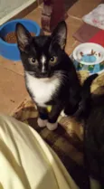 Luisinho
