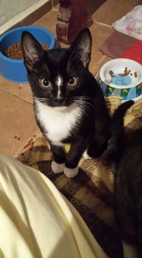Gato ra a srd idade 2 a 6 meses nome Luisinho
