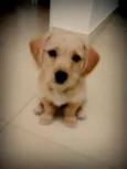 Pipoca