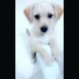 Pipoca