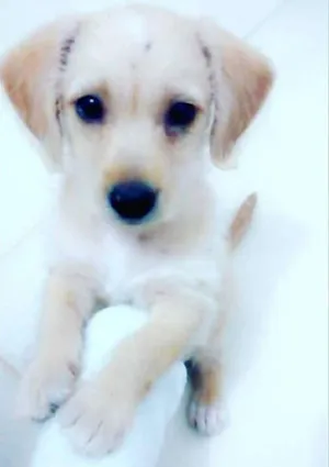 Cachorro raça Cofap e Vira lata idade Abaixo de 2 meses nome Pipoca 