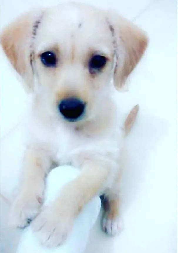 Cachorro ra a Cofap e Vira lata idade Abaixo de 2 meses nome Pipoca 