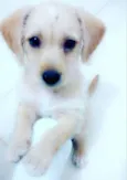 Pipoca