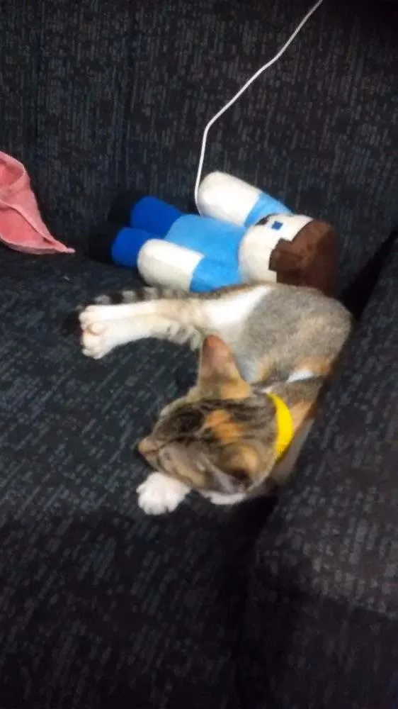 Gato raça  idade 7 a 11 meses nome Nenem