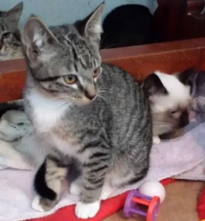 Gato raça srd idade 2 a 6 meses nome Pablo