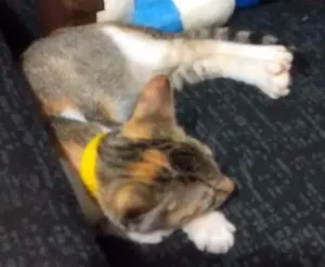 Gato raça  idade 7 a 11 meses nome Nenem