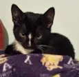 Luisinho