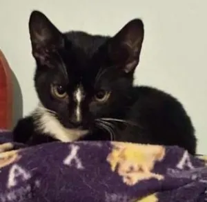 Gato raça srd idade 2 a 6 meses nome Luisinho