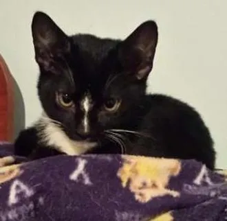 Gato ra a srd idade 2 a 6 meses nome Luisinho
