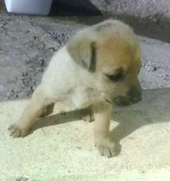 Cachorro raça não sei idade 2 a 6 meses nome sem nome