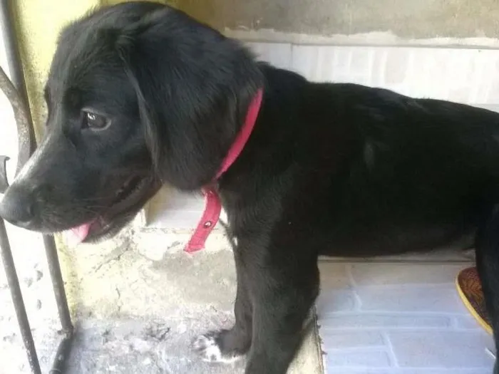 Cachorro ra a Cocker Spaniel e Terrier Brasileiro idade 7 a 11 meses nome Penélope