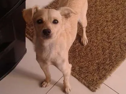 Cachorro ra a Não definida idade 1 ano nome Mel