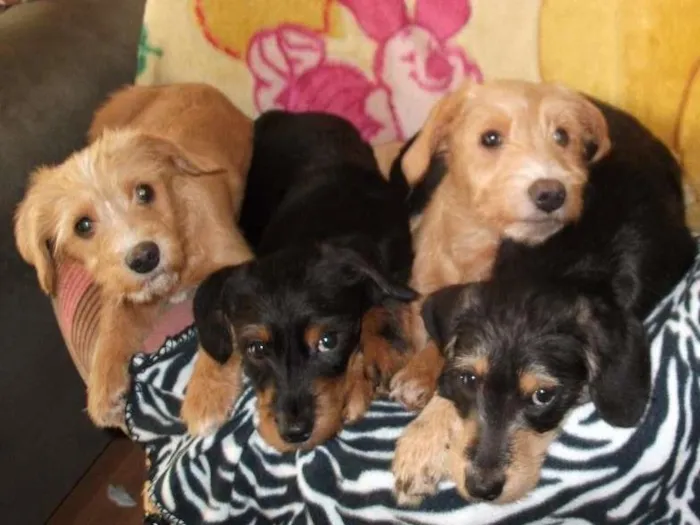 Cachorro ra a Mista idade 7 a 11 meses nome Tuly