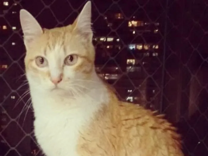 Gato ra a SRD idade 6 ou mais anos nome Piuí GRATIFICA