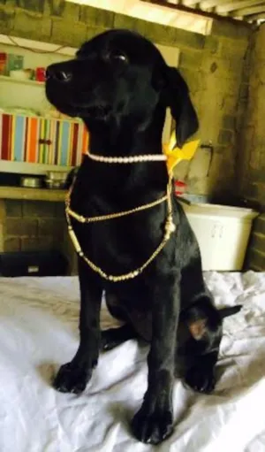 Cachorro raça SRD idade 2 a 6 meses nome Pretinha