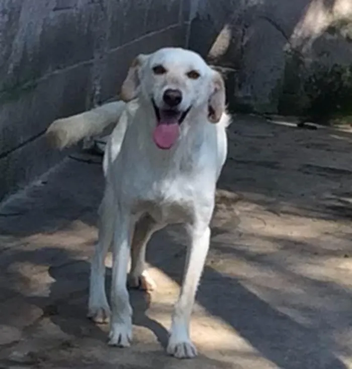 Cachorro ra a SRD idade 1 ano nome Galego