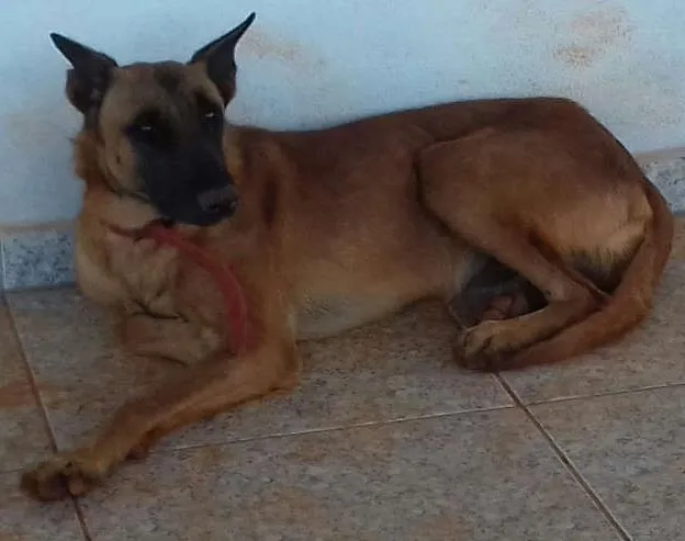 Cachorro ra a Pastor belga idade 1 ano nome Thor