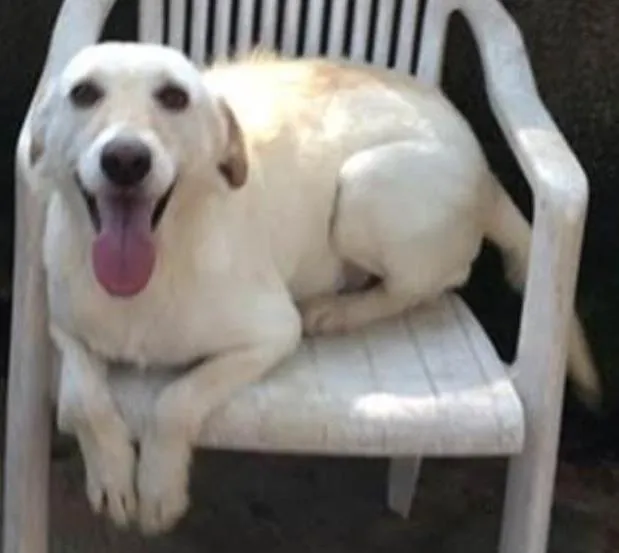Cachorro ra a SRD idade 1 ano nome Galego