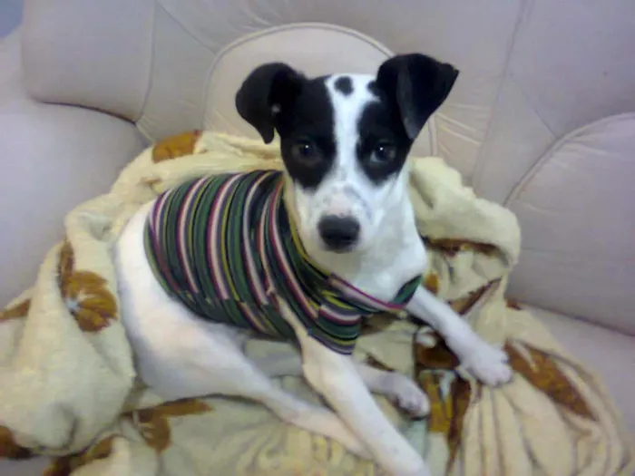 Cachorro ra a vira lata idade 7 a 11 meses nome Amora