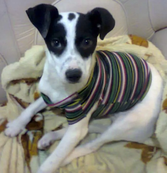 Cachorro ra a vira lata idade 7 a 11 meses nome Amora