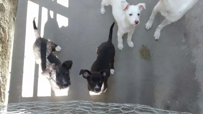 Cachorro ra a  idade 2 a 6 meses nome Caitana