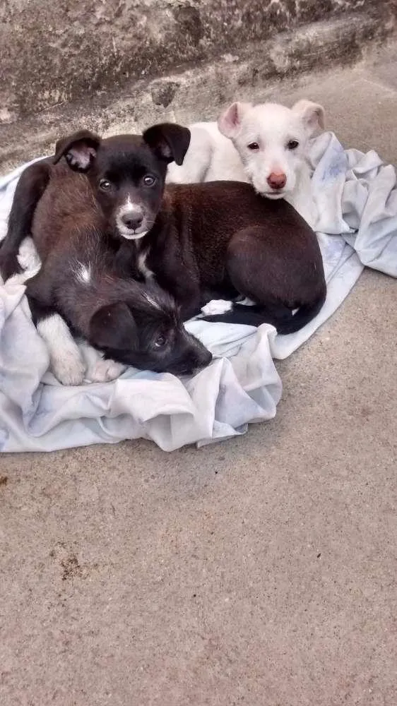 Cachorro ra a  idade 2 a 6 meses nome Caitana