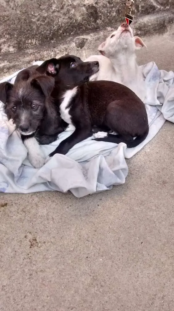 Cachorro ra a  idade 2 a 6 meses nome Caitana
