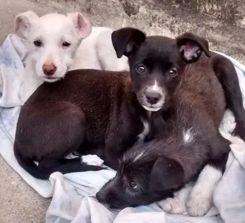 Cachorro ra a  idade 2 a 6 meses nome Caitana