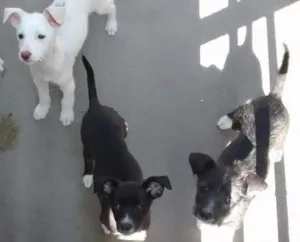 Cachorro raça  idade 2 a 6 meses nome Caitana