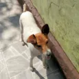 Cachorro raça SRD idade 4 anos nome Costelinha