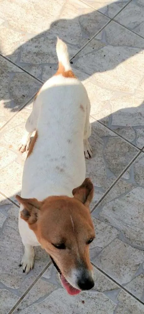 Cachorro raça SRD idade 4 anos nome Costelinha