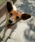 Cachorro raça SRD idade 4 anos nome Costelinha