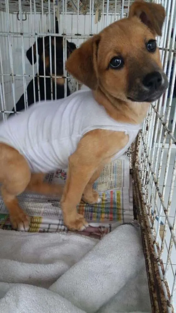 Cachorro ra a SRD idade 2 a 6 meses nome Poli