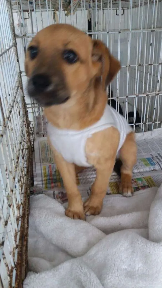 Cachorro ra a SRD idade 2 a 6 meses nome Poli