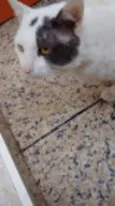 Gregório