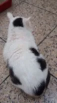 Gregório