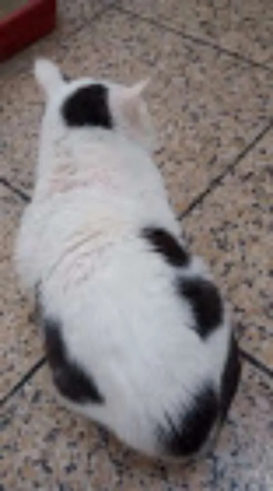 Gato ra a SRD idade 4 anos nome Gregório