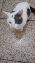 Gregório