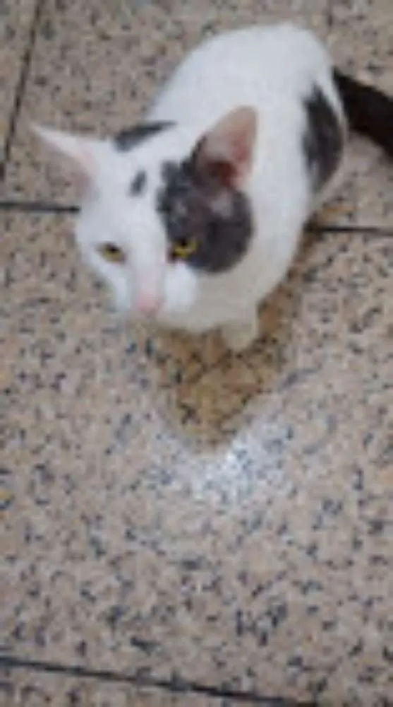 Gato ra a SRD idade 4 anos nome Gregório