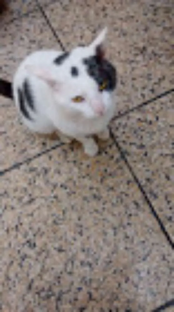 Gato ra a SRD idade 4 anos nome Gregório