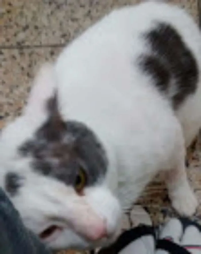 Gato ra a SRD idade 4 anos nome Gregório