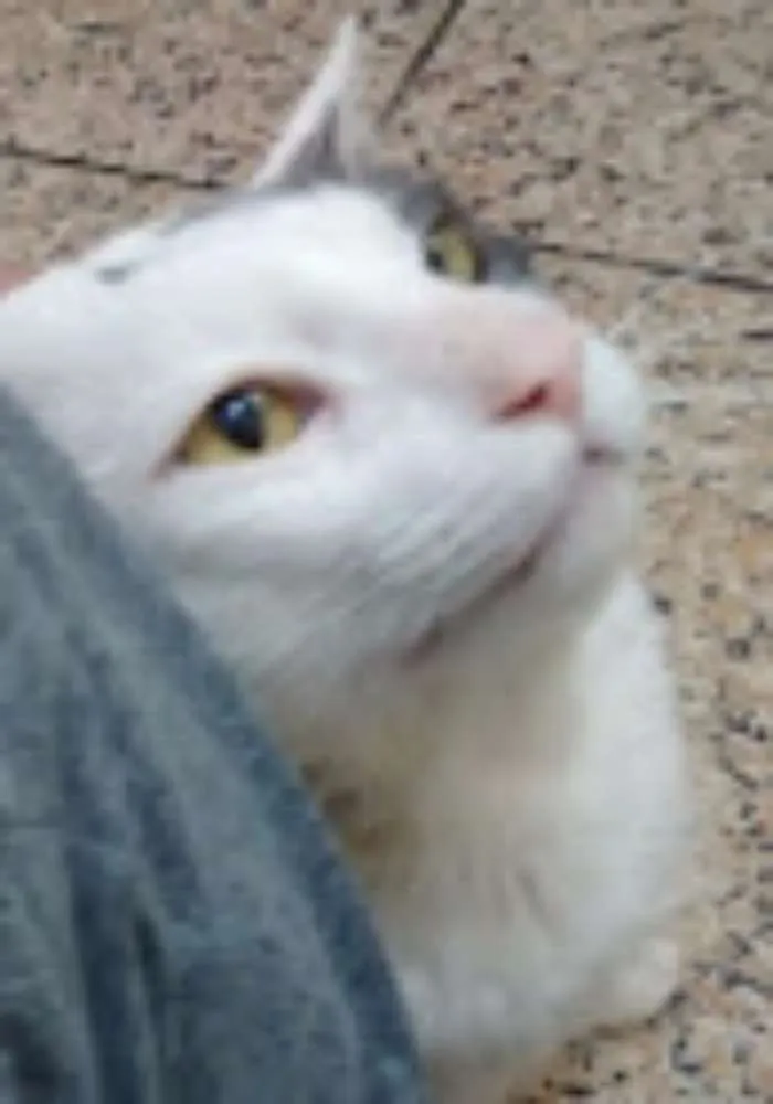 Gato ra a SRD idade 4 anos nome Gregório